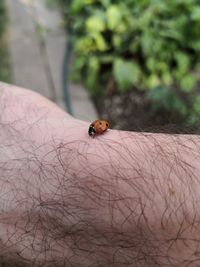 Close-up of ladybug on hand