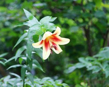 Close-up of flower blooming outdoors