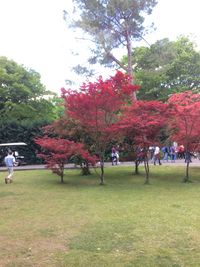 Trees on field in park during autumn