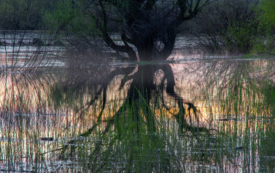 Reflection of trees in lake