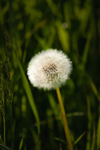 Close-up of dandelion flower