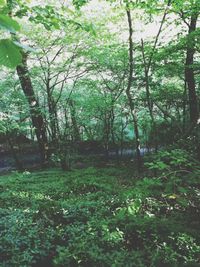 Trees growing on field in forest