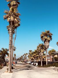 Palm trees by road against clear blue sky