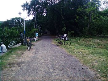 Bicycle on tree