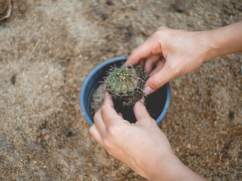 High angle view of hand holding plant