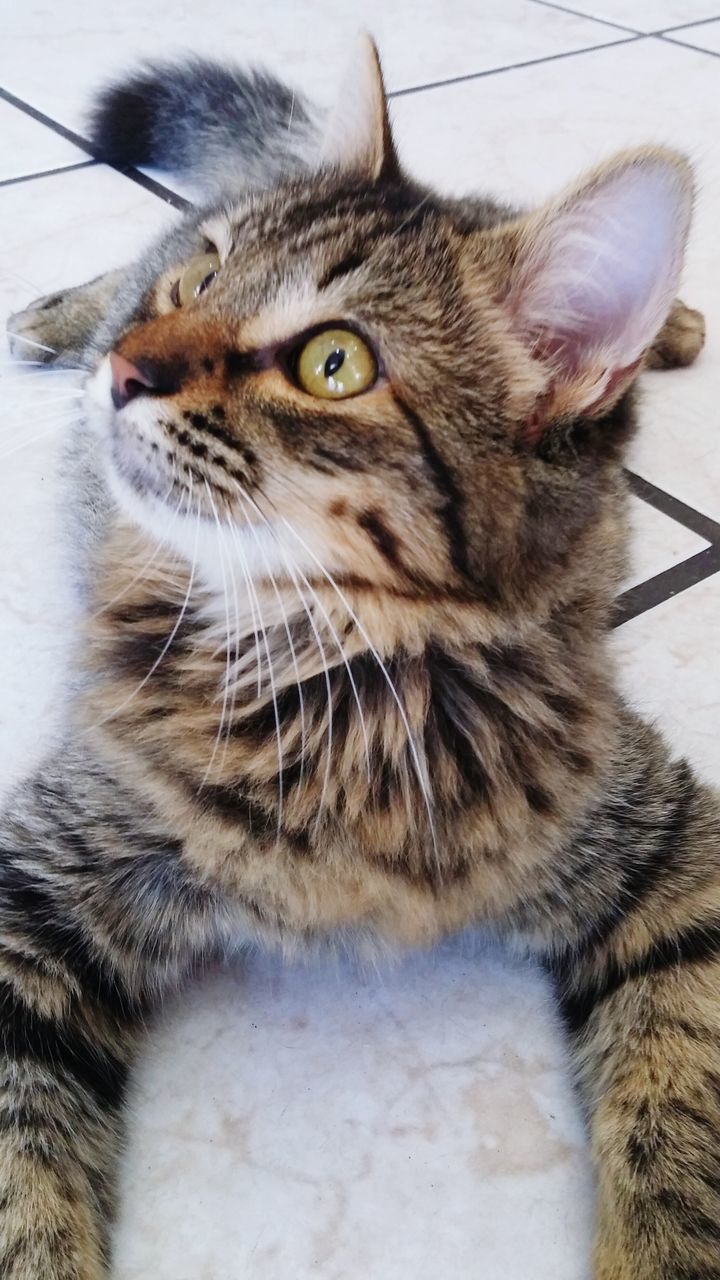 domestic cat, cat, one animal, pets, animal themes, feline, domestic animals, mammal, whisker, indoors, close-up, relaxation, animal head, looking away, alertness, staring, portrait, animal eye, curiosity, whiskers