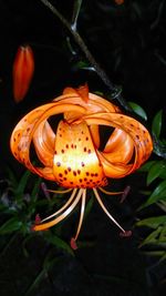 Close-up of orange butterfly on flower