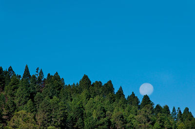 Low angle view of trees against blue sky