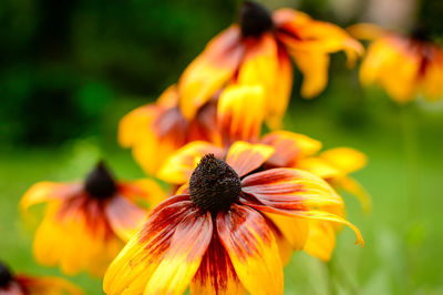 Close-up of yellow flower blooming outdoors