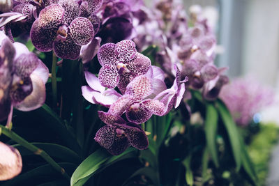 Close-up of purple flowering plant