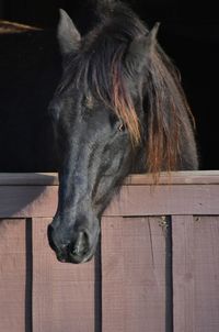 Close-up of a horse