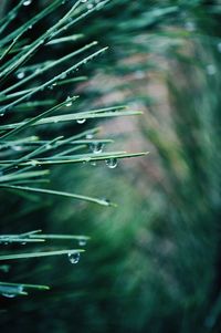 Close-up of water drops on plant