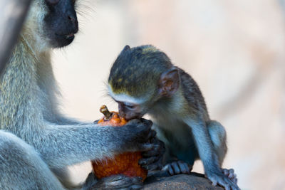 Close-up of monkey eating