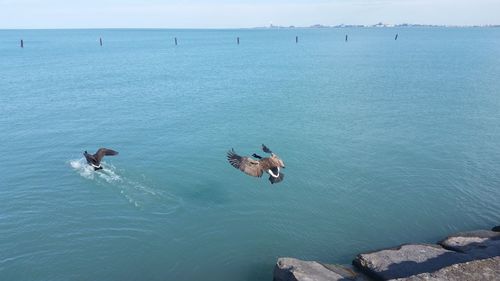 Ducks swimming in sea against sky