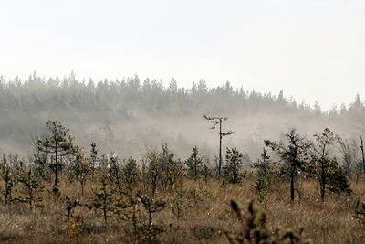Panoramic shot of trees on land against sky