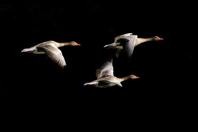 Geese flying against black background