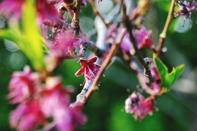 Close-up of pink flowering plant