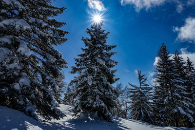 Snow covered pine trees against sky