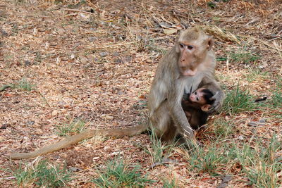 Monkey sitting in a field