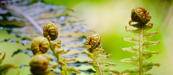 Close-up of bee on leaf