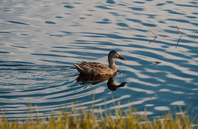 Duck swimming in lake