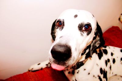 Close-up portrait of a dog