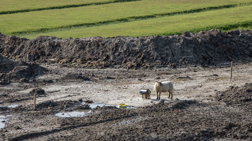 View of sheep on field