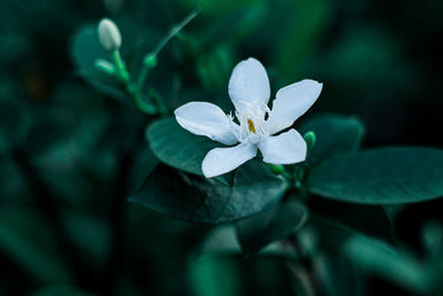 Close-up of white flowering plant