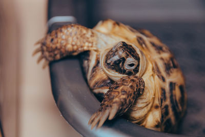 Close-up of tortoise in sea