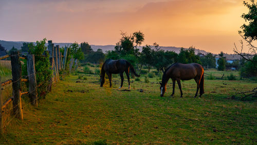 Horses in a field