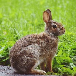 Close-up of an animal on field