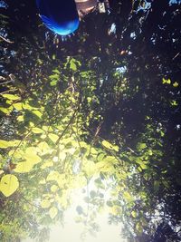 Low angle view of trees in forest