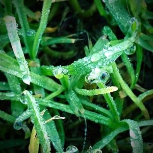 Close-up of dew drops on grass