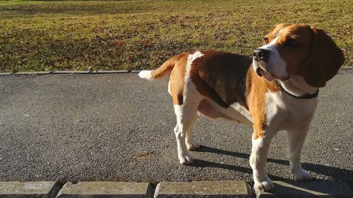 Dog looking away on road