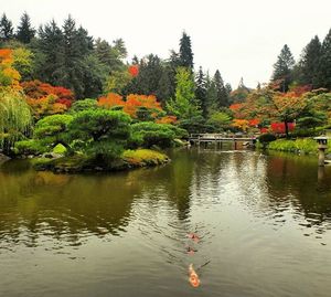 Reflection of trees in lake