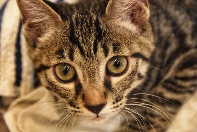 Close-up portrait of tabby cat