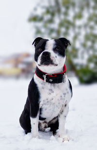 Close-up of dog sitting on snow field