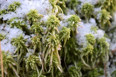 Close-up of plant growing on tree