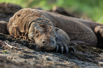 Close-up of komodo dragon in komodo island