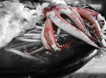 Close-up of crab in water