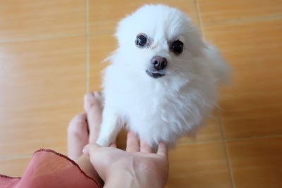 Midsection of person holding small dog on floor