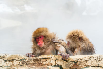 Monkey sitting on rock