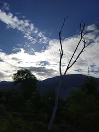 Low angle view of silhouette tree on mountain against sky