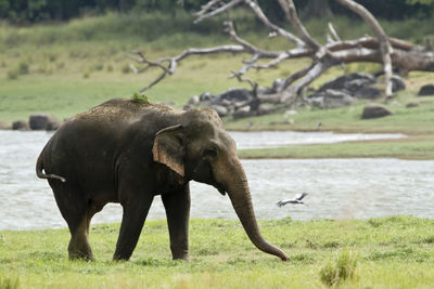 View of elephant on field