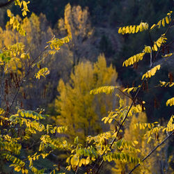 Close-up of yellow flowering plants