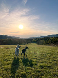 Horses on field against sky during sunset