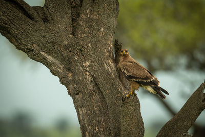 Close-up of bird perching on tree trunk