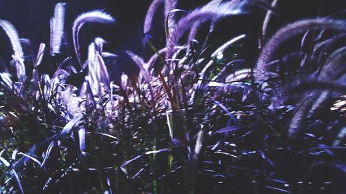 View of trees at night