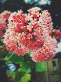 Close-up of red flowers