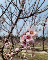 Close-up of cherry blossom tree